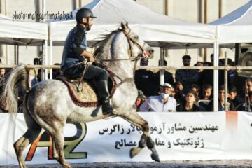 اسب های توانمند در کرمانشاه به نمایش گذاشته شدند / همایش اسب های خونگرم برگزار شد